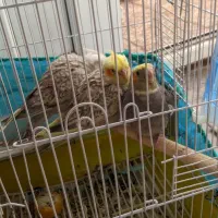 عروس هلندی رام با تخم و جوجه|پرنده|کرمان, |دیوار