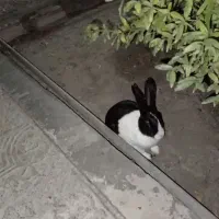 خرگوش
