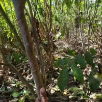 نهال گردو درجه یک