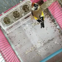 سهره بچ قفس