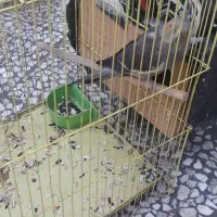 عروس هلندی ماده همراه باقفس