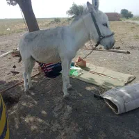 الاغ درحیوانات مزرعه