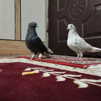 کفتر قهوه‌ای دم‌سفید اشعل کوهی|پرنده|اهواز, کوی باهنر|دیوار