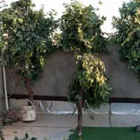 درختچه مصنوعی|گل مصنوعی|بهارستان, |دیوار