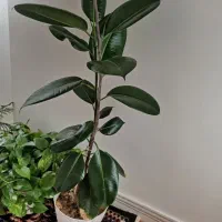 گل فیکوس سبز