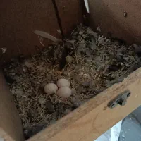 جفت طوطی برزیلی روی تخم|پرنده|یاسوج, |دیوار