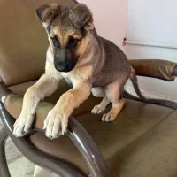 توله 3 ماه ژرمن|سگ|برخوار, |دیوار