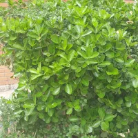 باجک یک منزل نزدیک خیابان با ۱۸متربر