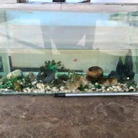 اکواریوم|ماهی|مشهد, کارگران|دیوار