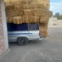 فروش انواع خوراک دام