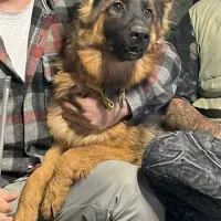 واگذاری ژرمن شپرد مو بلند اصیل