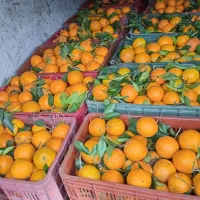 پرتقال تامسون برگی