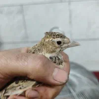 سهره خاکی
