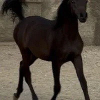 کره نریان عرب ۲سر وارداتی (نوه ی مروان الشقب)|اسب و تجهیزات اسب‌سواری|تهران, چیتگر شمالی|دیوار