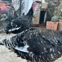 بوقلمون فروشی