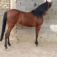 قیمت 30تون
