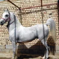 اسب شرایطی