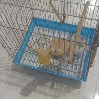 قفس پرنده|لوازم جانبی حیوانات|کرج, خرمدشت|دیوار