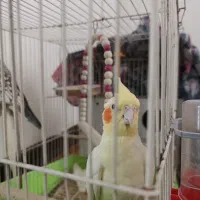 عروس هلندی مولد با تخم و قفس