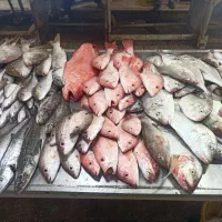 فروش ماهی و میگو