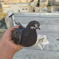 کبوتر گرفتنی|پرنده|ارومیه, |دیوار