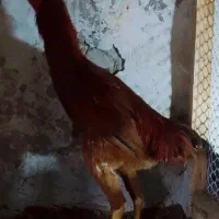 لاری 7ماهه|حیوانات مزرعه|مشگین شهر, |دیوار