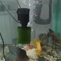 اکواریوم|ماهی|قوچان, |دیوار