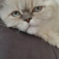 بریتیش نر اصیل و زیبا|گربه|فولادشهر, C8|دیوار