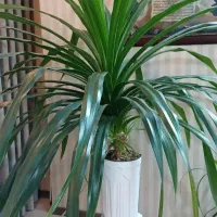 گل پاندانوس بزرگ طبیعی