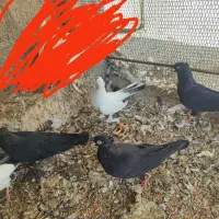 کبوتر|پرنده|عسلویه, |دیوار