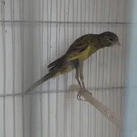 قناری یکسر جیبر سبز ماده