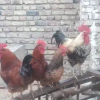 چهار تاخروس چاق جوان حراج کردم