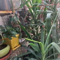 گل طبیعی|گل و گیاه طبیعی|صدرا-فارس, فاز ۲|دیوار