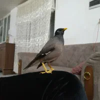 مینا سخنگو دستی افغان خوش صدا|پرنده|مشهد, قائم|دیوار