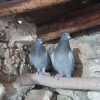 پرنده