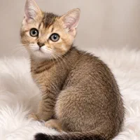 بچه گربه بریتش بلک گلد غیر رایگان