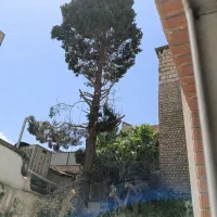 هرس کاری قطع درخت