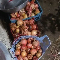 انار ربی جوون درجه ۱