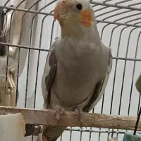 طوطی عروس ۵ ماهه