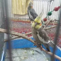 جفت عروس روی جوجه معاوضه با کبوتر یا قفس بزرگ