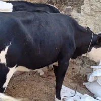 دو گاو شیری