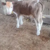 گوساله