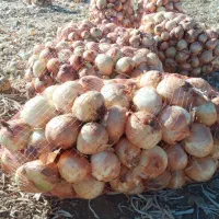 پیاز زرد خوش رنگ|خوردنی و آشامیدنی|داران, |دیوار