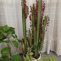 گلهای طبیعی|گل و گیاه طبیعی|دره شهر, |دیوار