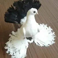 پرنده وارداتی پرندگان واردات پرنده زیبا باغ لاکچری|پرنده|تهران, آرژانتین|دیوار