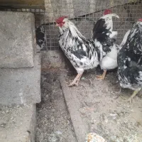 مرغ خروس گلین  ولاکنولدر و اردک روسی مولد