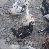 مرغ وخروس گلین لری|حیوانات مزرعه|جغتای, |دیوار