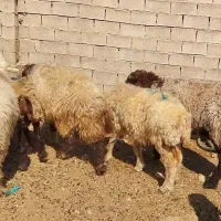 میش داشتی ابستن و قوچ