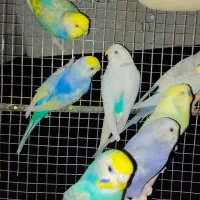 انواع مرغ عشق رینبو و اسپانگل بهترین رنگهای خاص|پرنده|خاش, |دیوار