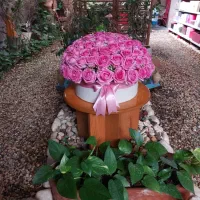 گل رز هلندی / باکس گل / دسته گل|گل و گیاه طبیعی|شیراز, گلشن|دیوار